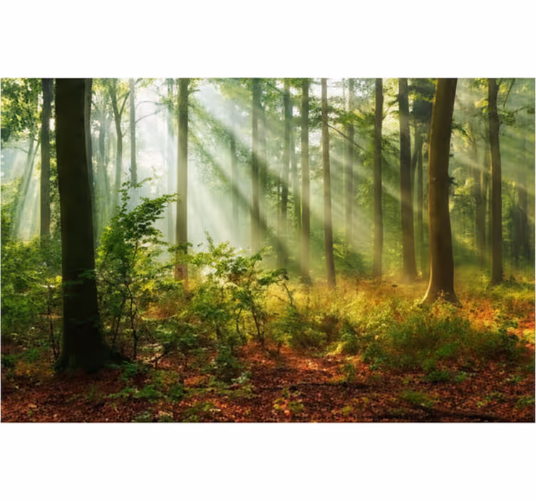 Fototapet skov naturligt lys i skoven - TenStickers