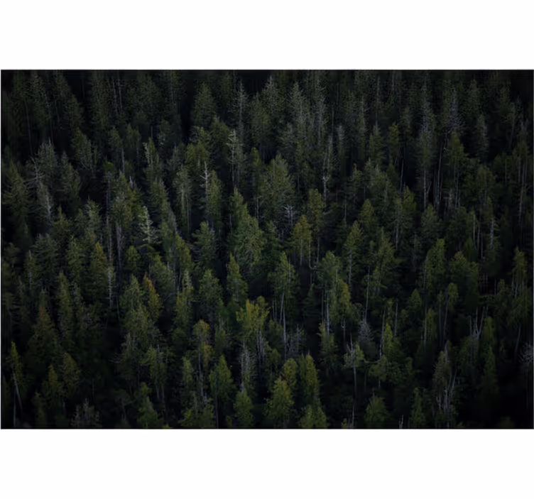 Fototapet skov dyb skovbund tekstur - TenStickers