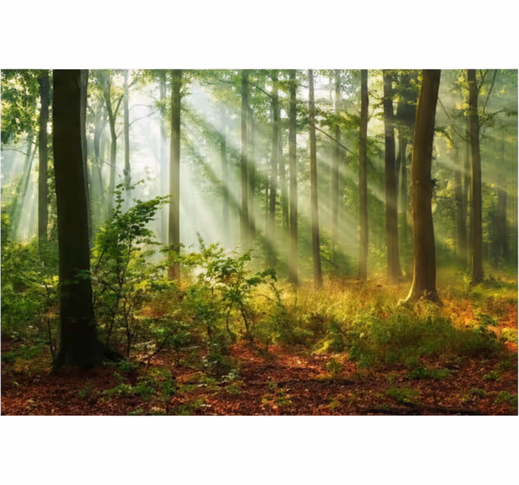 Fototapet skov solbeskinnet morgenlund - TenStickers