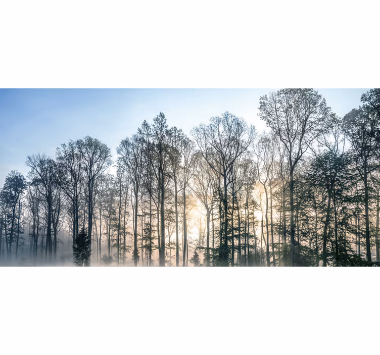 Fototapet skov tåget morgeneng - TenStickers