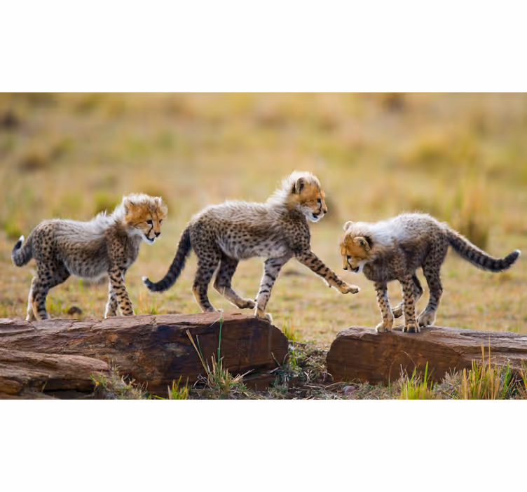 Afrikansk fototapet søde cheetahunger - TenStickers