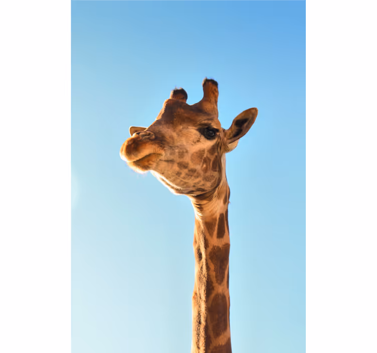 Afrikansk fototapet giraf tæt på - TenStickers