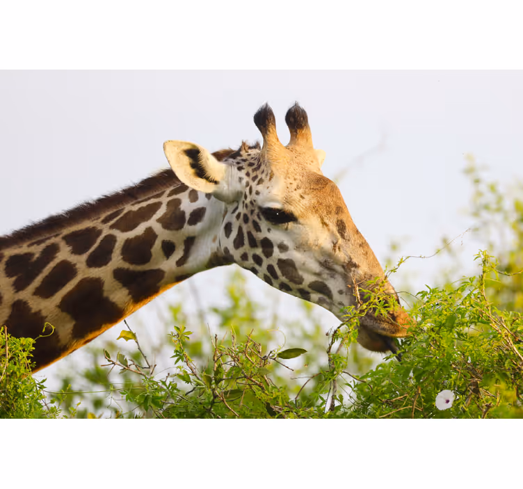 Afrikansk fototapet høj giraffe - TenStickers