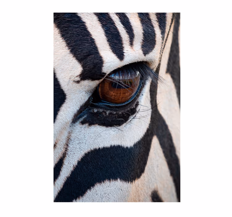 Afrikansk fototapet zebraøje - TenStickers