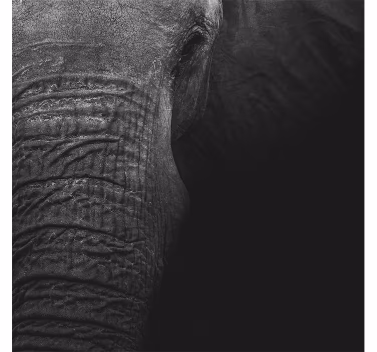 Afrikansk fototapet elegant mørk elefant - TenStickers