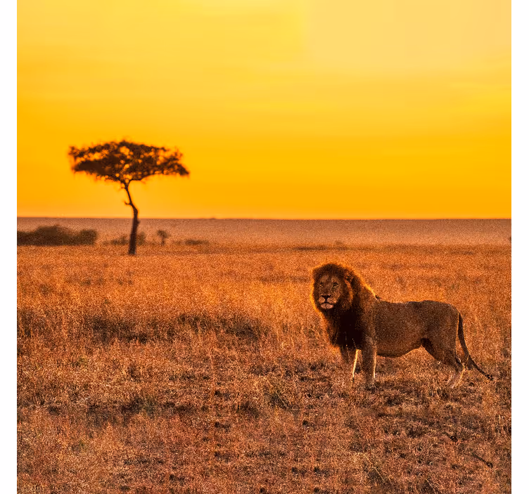 Afrikansk fototapet vild savanne træ om aftenen - TenStickers