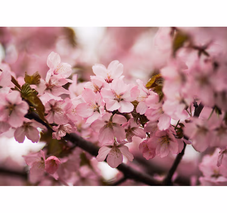 Fototapet lyserød kirsebærblomst - TenStickers
