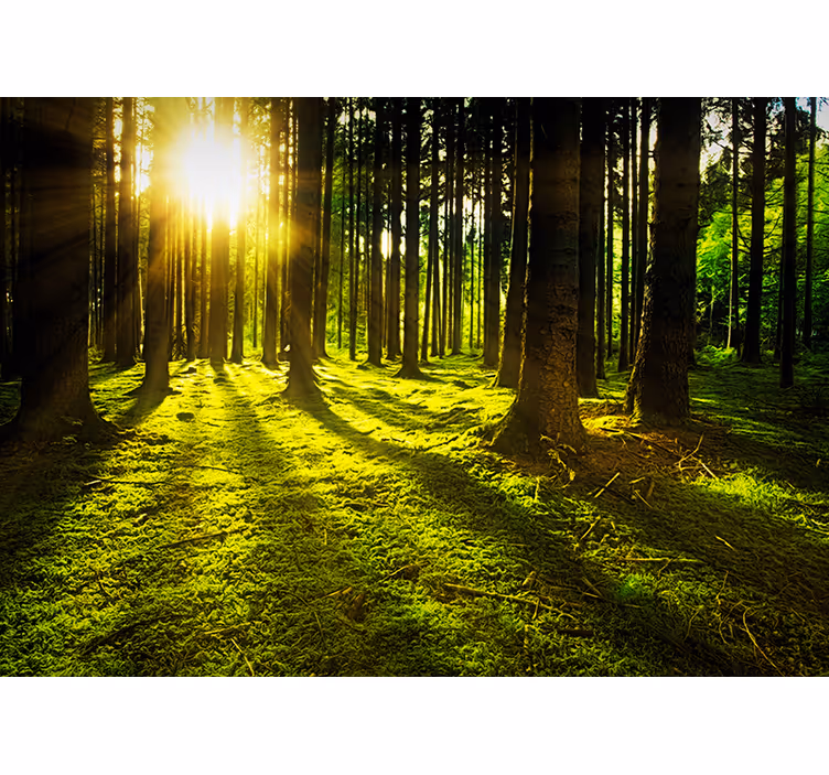 Grøn fototapet solbeskinnet skov - TenStickers