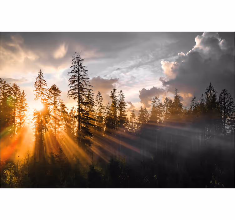 Entre fototapet skov med tåge og sol - TenStickers