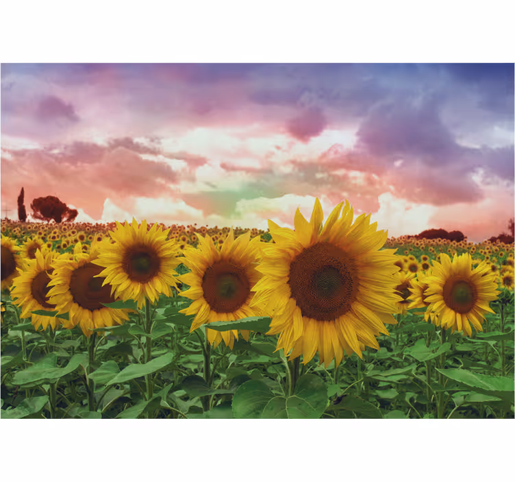 Entre fototapet solsikkemark farverig himmel - TenStickers