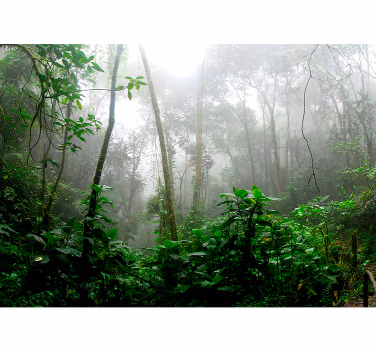 Mørk jungle skov fototapet - TenStickers