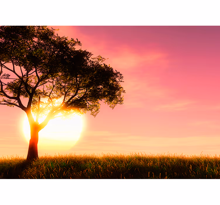 Solnedgang over et felt træ fototapet - TenStickers