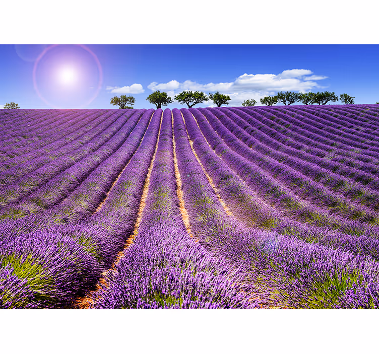 Lavendel felt fototapet - TenStickers