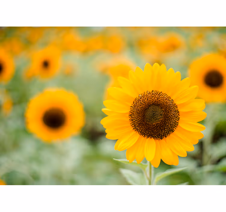 Blomstret solsikke fototapet - TenStickers