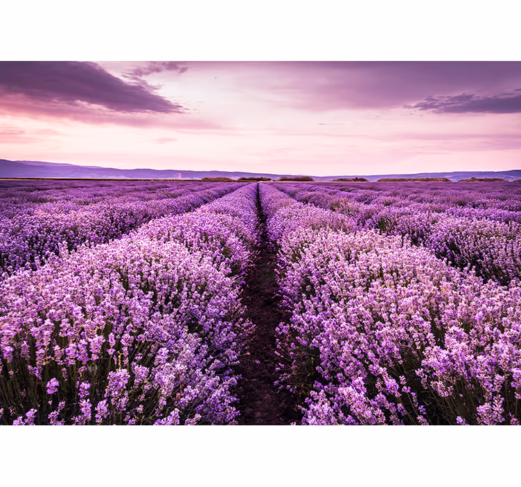 Provence lavendel fototapet - TenStickers