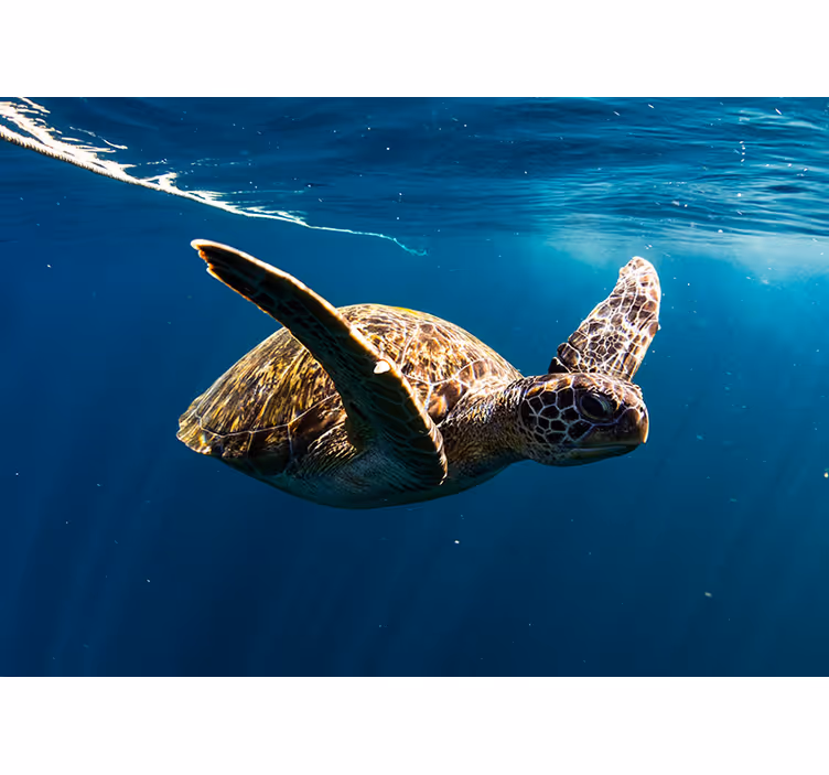 Skildpadde, undervands, fototapet - TenStickers