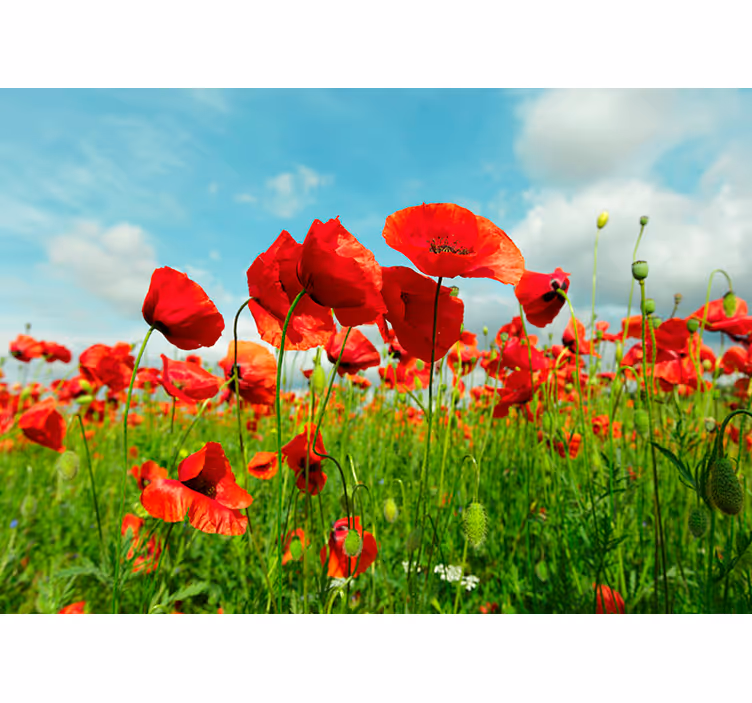 Stort valmue felt valmue fototapet - TenStickers