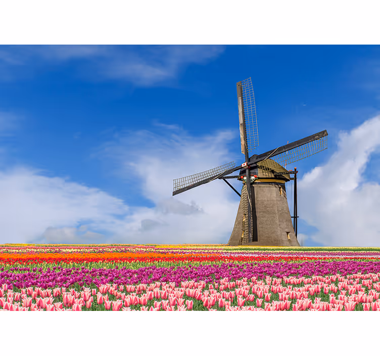 Tulipan felt og vindmølle fototapet - TenStickers