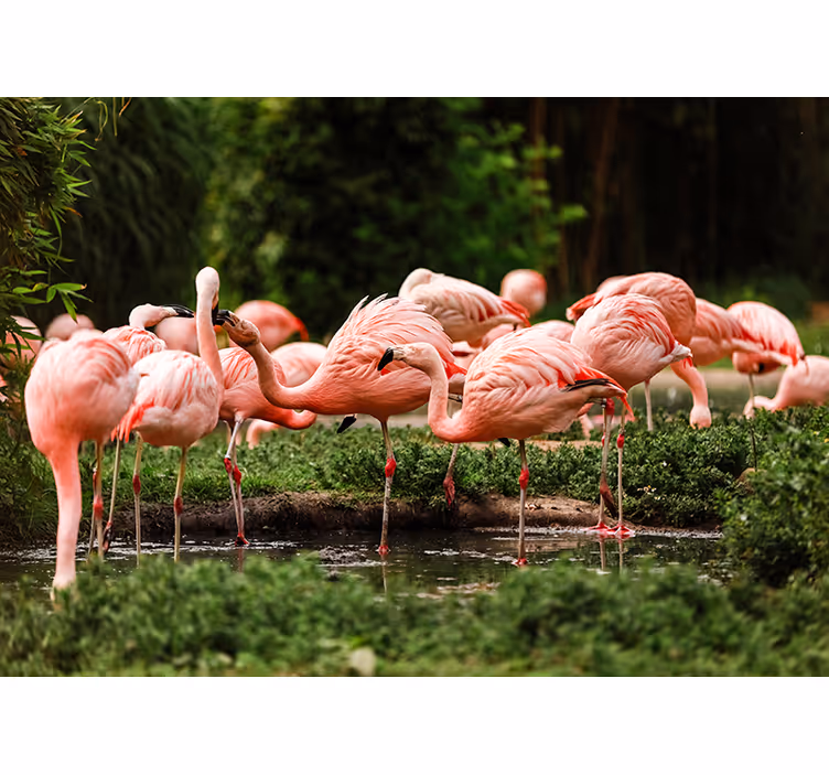 Flamingo gruppe fototapet - TenStickers