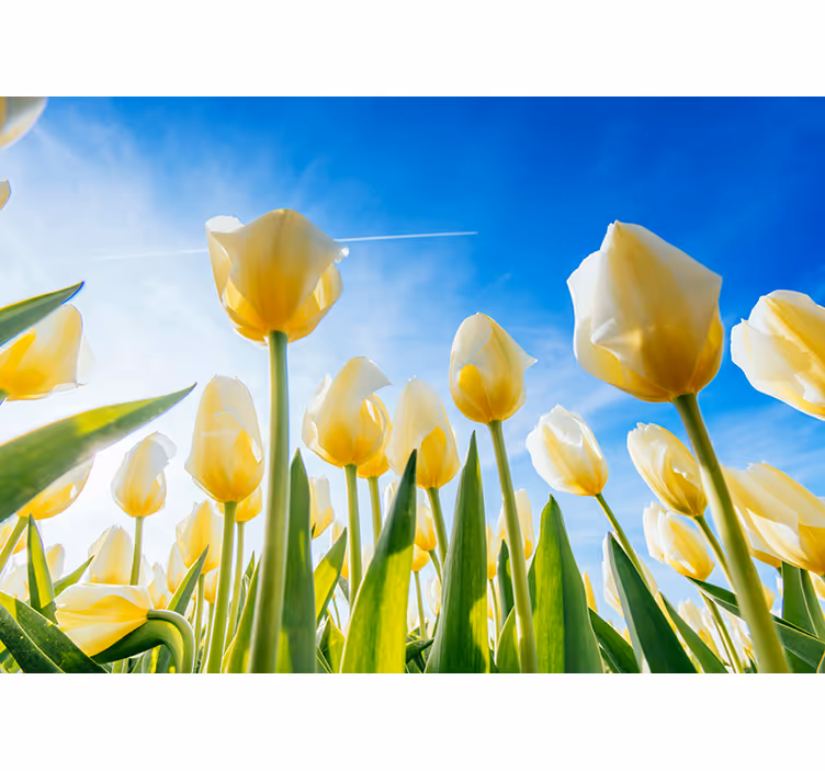 Hvid tulipan landskab fototapet - TenStickers