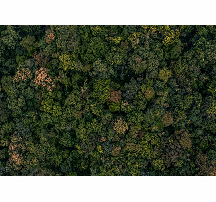 Skov foto træ fototapet - TenStickers