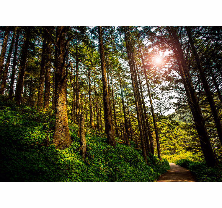Solrig skov fototapet!! - TenStickers