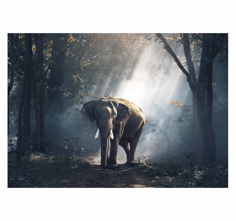 Elefant i skov fototapet - TenStickers