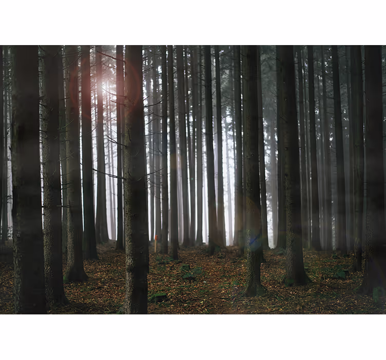 Skov landskab fototapet - TenStickers