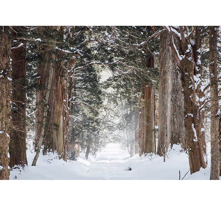 Vinter skov træer fototapet - TenStickers