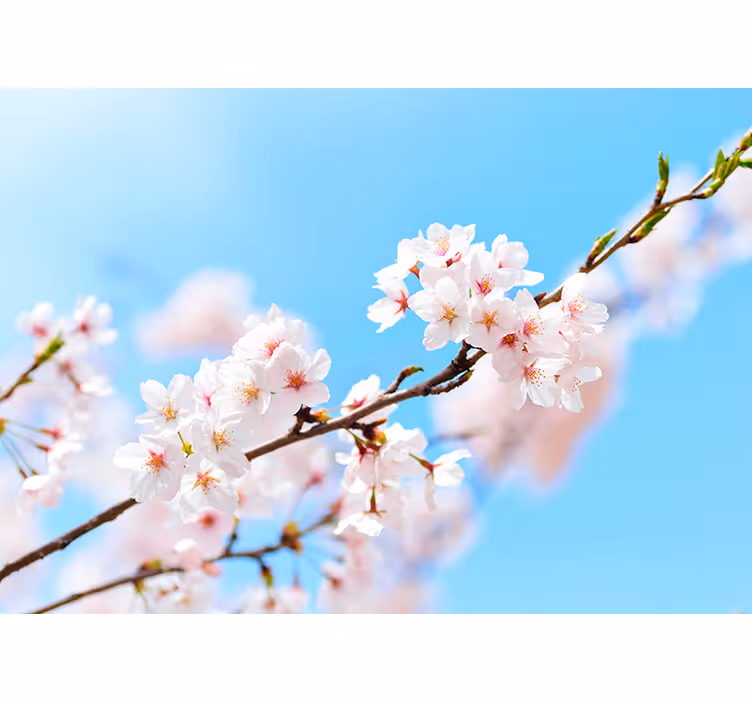 Hvid kirsebærblomst blomstre - TenStickers