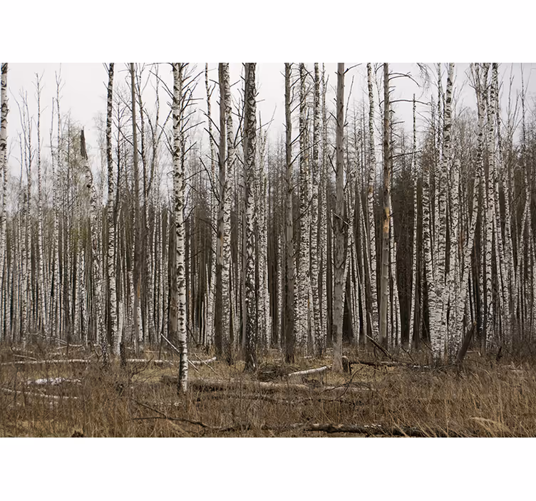 Grå birkeskov natur fototapet - TenStickers