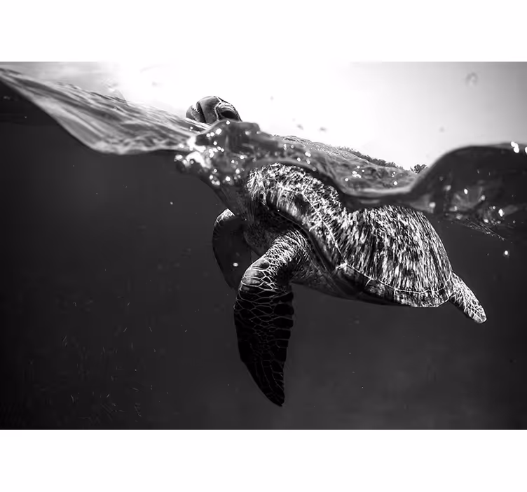 Sort og hvid skildpadde fototapet badeværelse - TenStickers