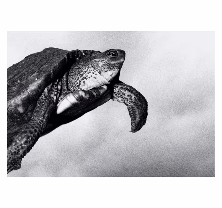Sort og hvid skildpadde dyr fototapet - TenStickers