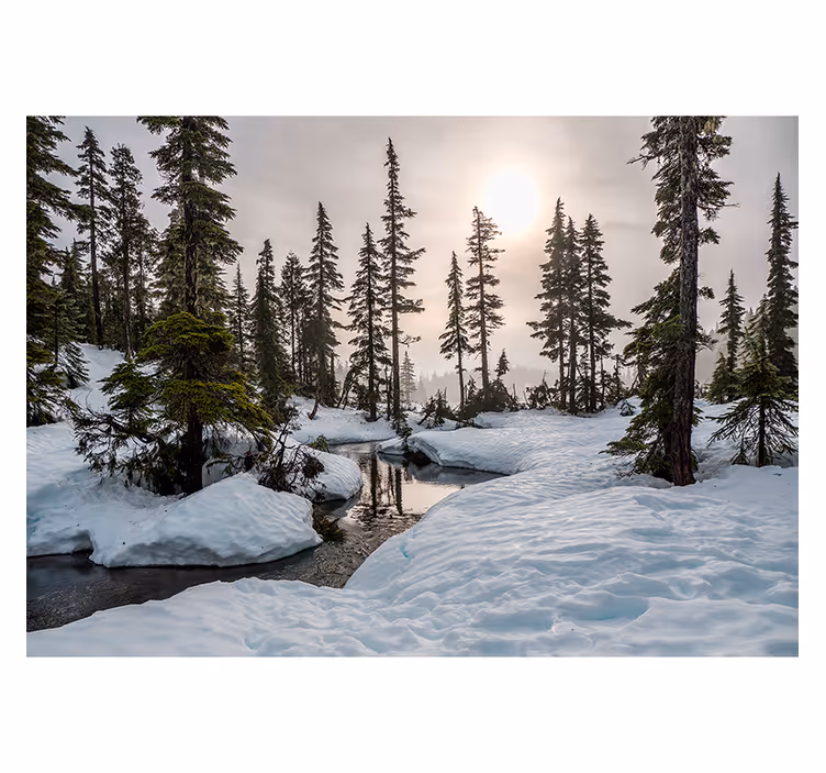 Vinter solskin skov fototapet - TenStickers