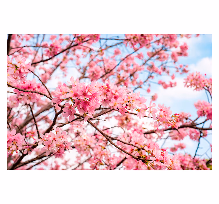 Kirsebærblomst træ himmel baggrund træmaleri - TenStickers