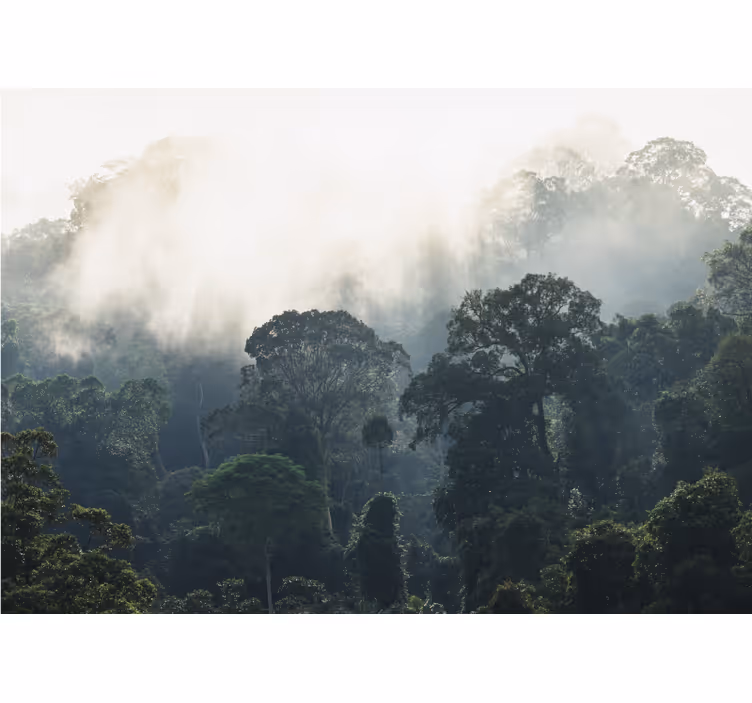 Jungle baggrund natur vægmaleri - TenStickers