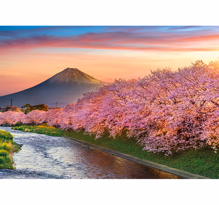 Kirsebærblomster på fuji-bjerget landskab fototapet - TenStickers