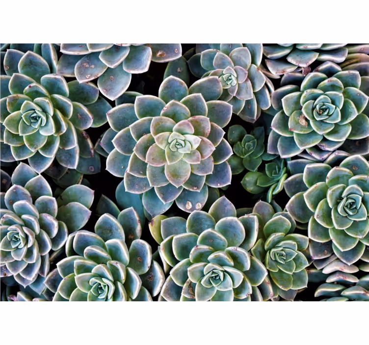 Echeveria kaktus 3d fototapet - TenStickers