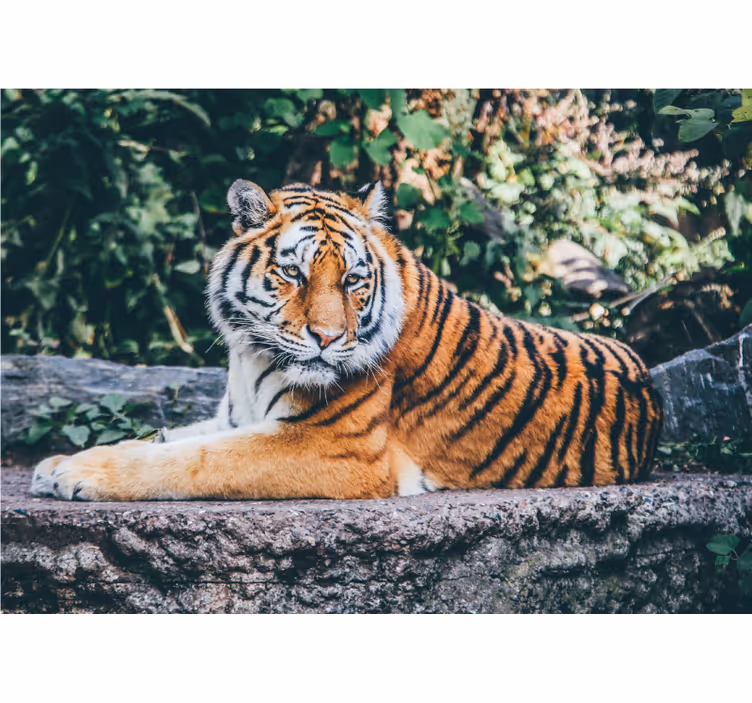 3d tiger liggende på en klistermærke - TenStickers