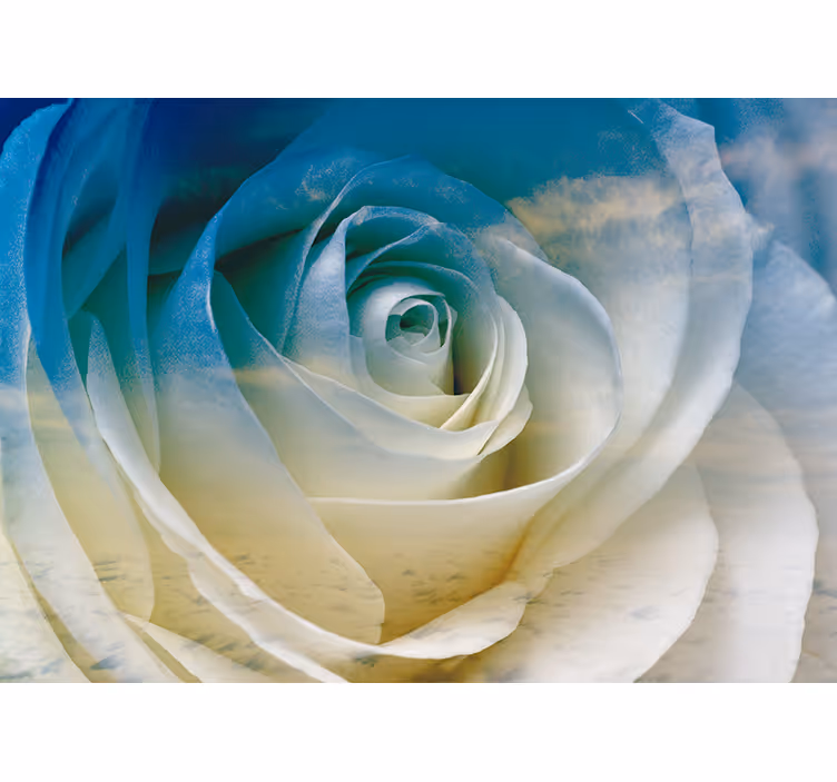 Fototapet blomster roseblomsts elegance - TenStickers