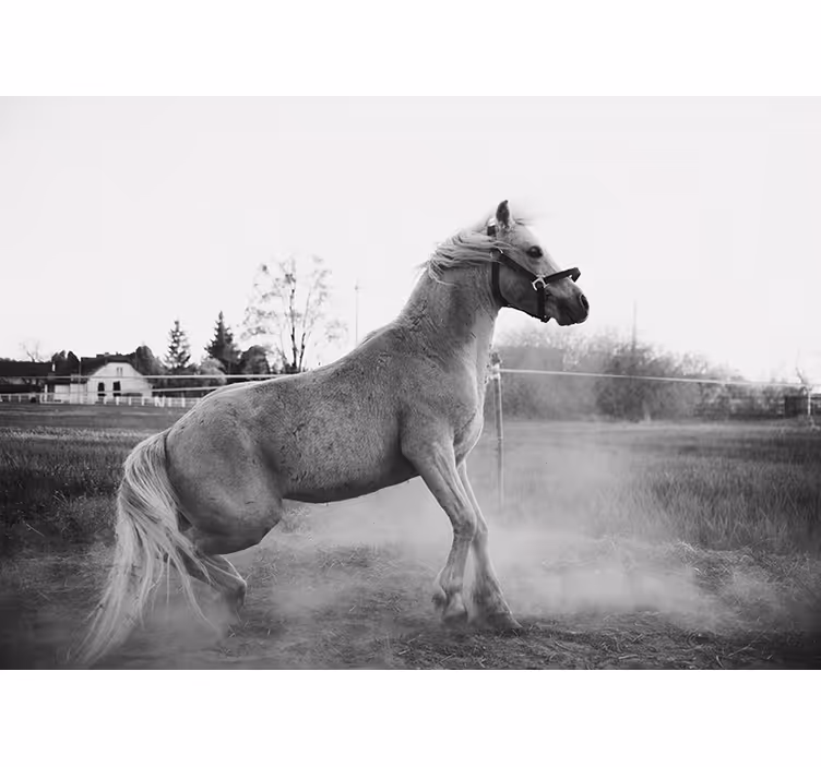 Fototapet dyr galopperende pony - TenStickers