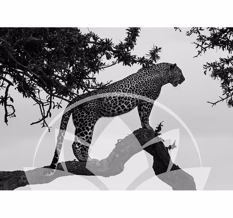 Leopard i træet fototapet dyr - TenStickers