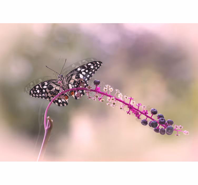 Sommerfugl på blomst fototapet blomster - TenStickers