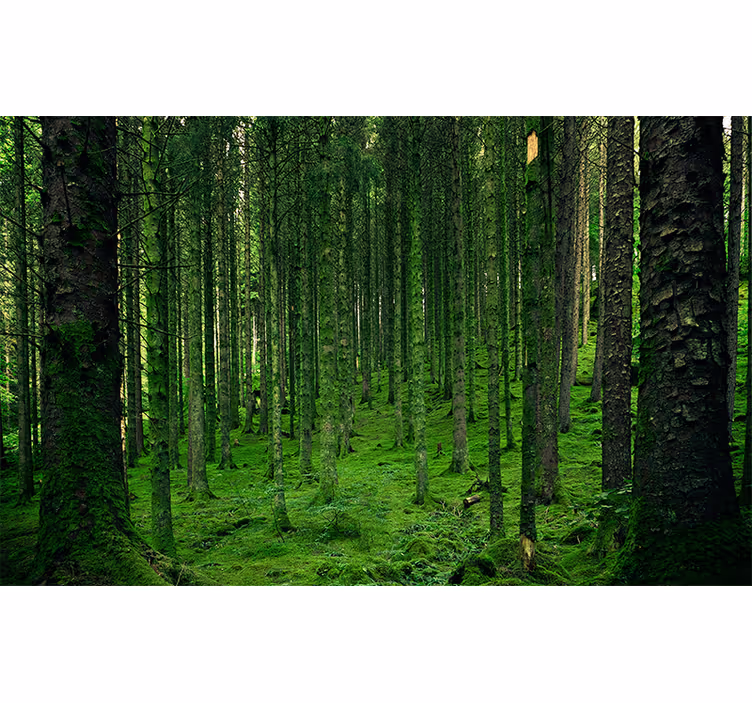 Polsk magisk skov fototapet - TenStickers