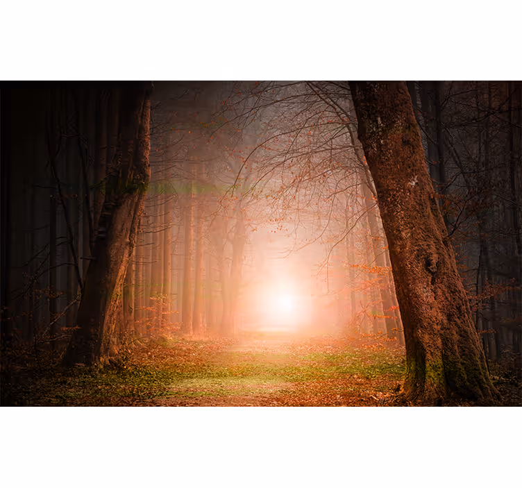 Mystisk skovsti fototapet skov - TenStickers