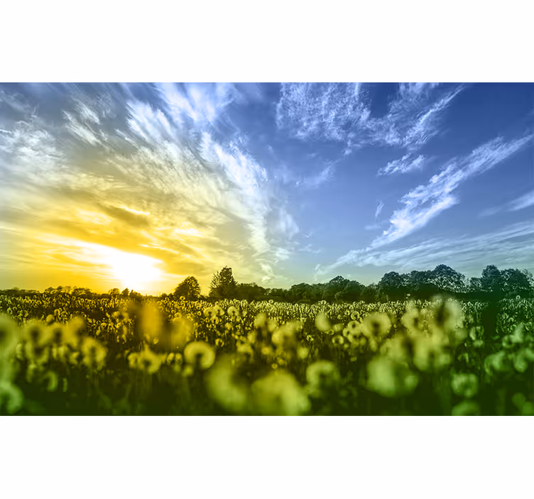 Solnedgangsblomstmark fototapet blomster - TenStickers