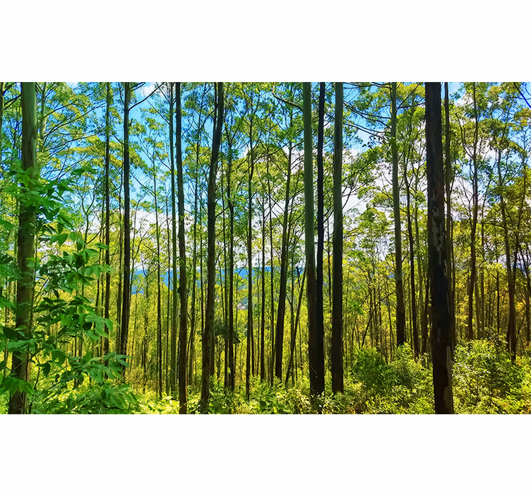 Polsk skov birk natur fototapet - TenStickers
