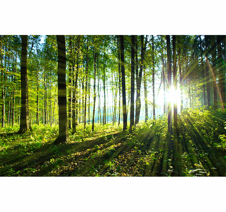 Skovlandskab med lys natur fototapet - TenStickers
