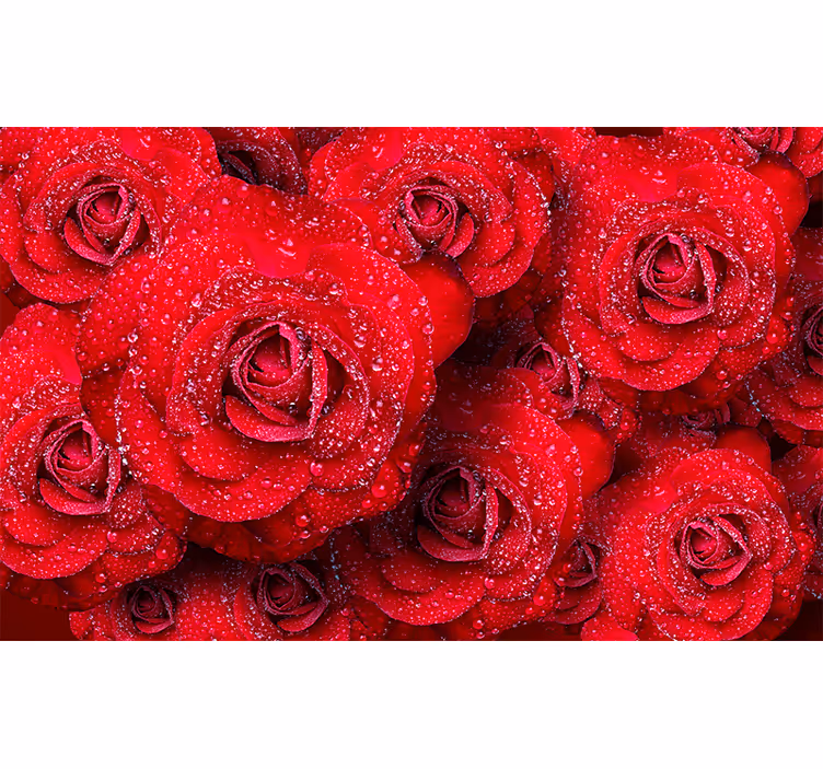 Røde blomstrende roser rose fototapet - TenStickers