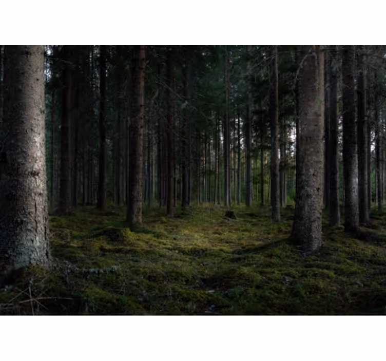 Frodig skovscene fototapet skov - TenStickers